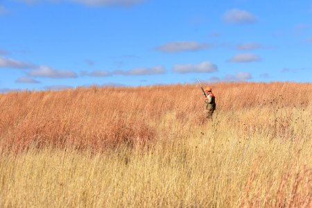 Upland game bird hunting (50615549577)