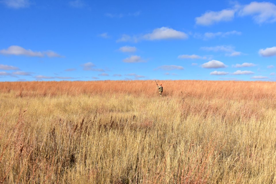 Upland game bird hunting (50614688328)