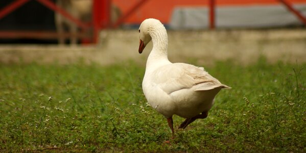 Wild life lawn armenia