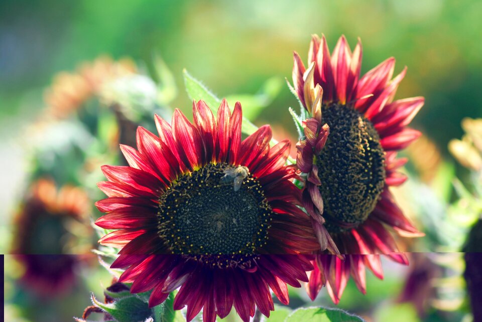 Garden close up sunflower