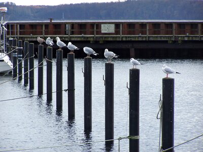 Sea water birds photo