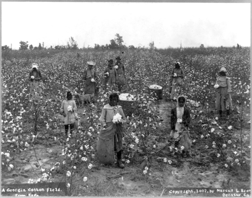 A Georgia cotton field LCCN2007682427