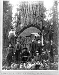 A Giant Fir tree, with lumberjacks, one lying in cut in tree, and other persons in front of tree LCCN2006680008