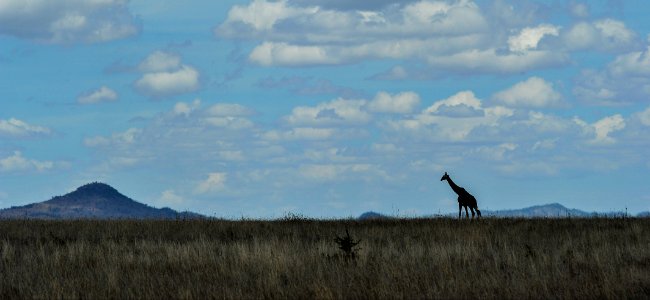 A giraffe is seen at Serengeti National Park in Tanzania Nov. 13, 2013 131113-N-LE393-514 photo