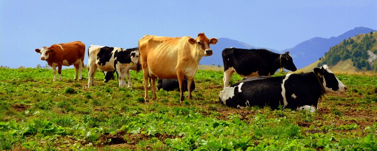 Pasture animals cows