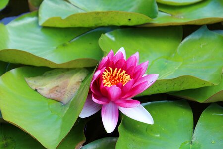 Nature aquatic plant violet