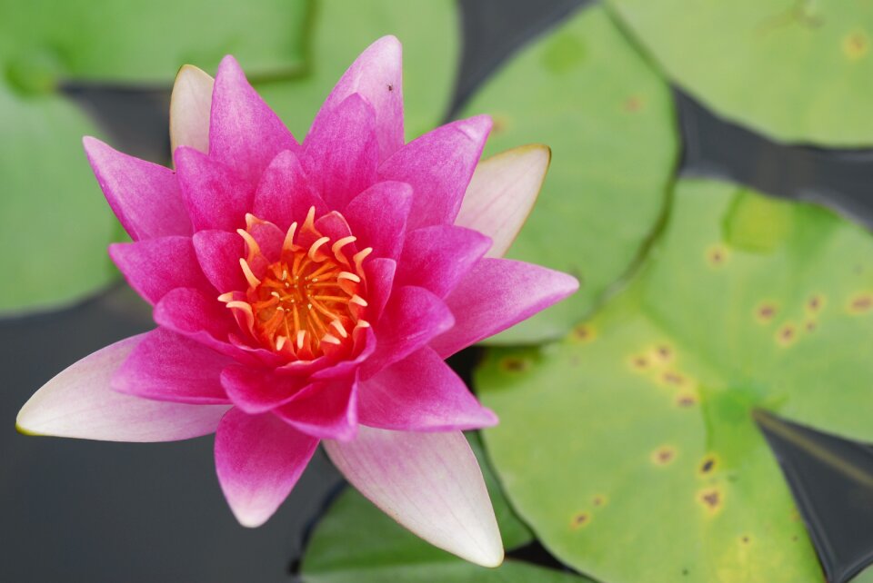 Lily plant water lily