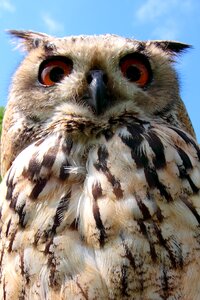 Owls eyes beak photo