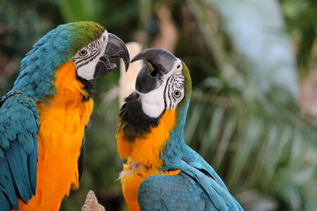 Plumage birds yellow breast photo