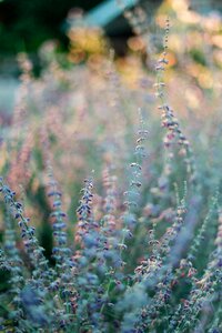 Blur garden field