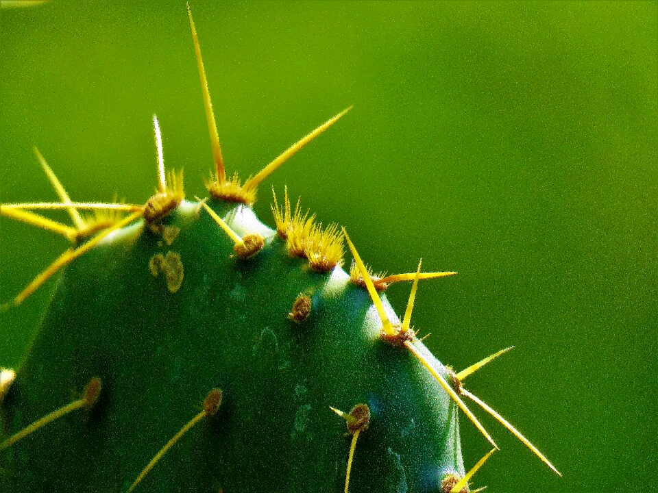 Green yellow nature