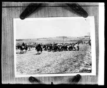 A herd of cattle in Uruguay LCCN2016819438