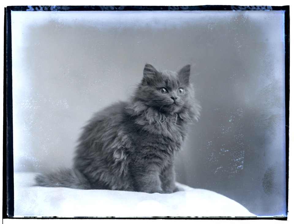 A H Langdun Davies, cat, 4 Nov 1912 (16858568097)