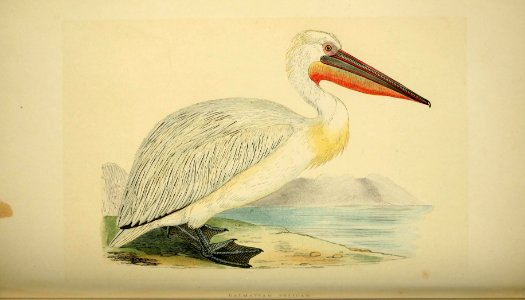 A history of the birds of Europe, not observed in the British Isles (1862) (14563744438)