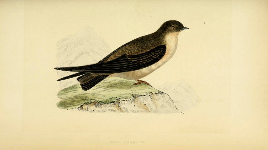 A history of the birds of Europe, not observed in the British Isles (1862) (14564027199)