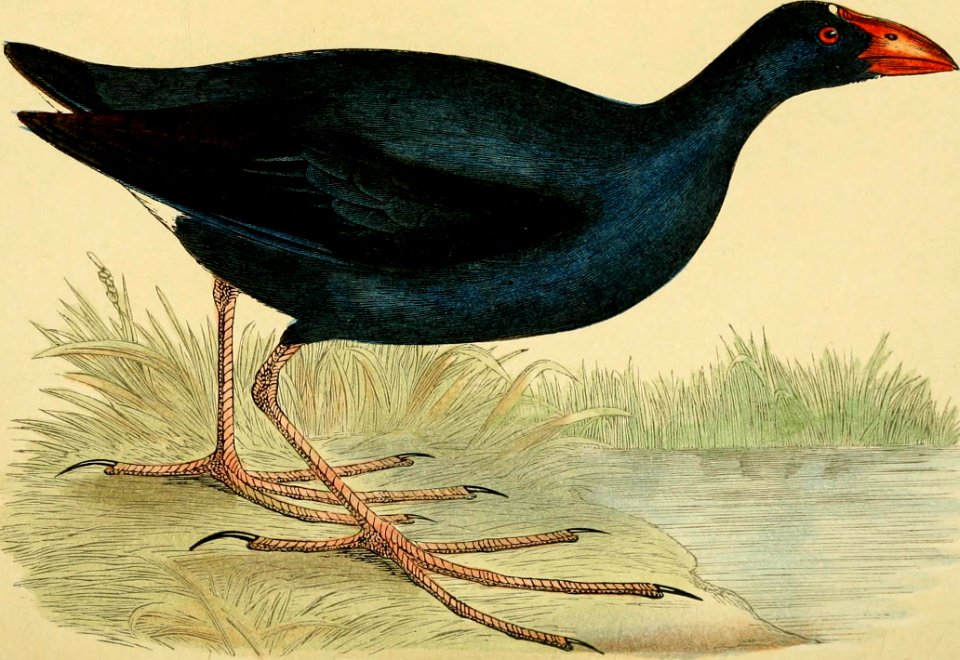 A history of the birds of Europe, not observed in the British Isles (1862) (14770240193)