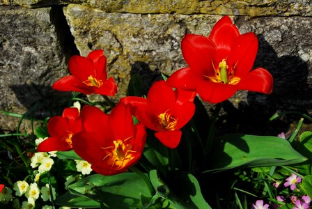 Garden summer wall
