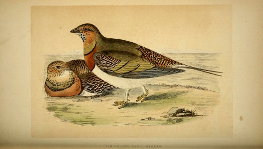 A history of the birds of Europe, not observed in the British Isles (1862) (14564032689)