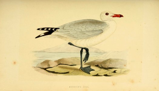 A history of the birds of Europe, not observed in the British Isles (1862) (14727374416)