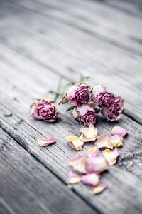 Rose flower gray table photo