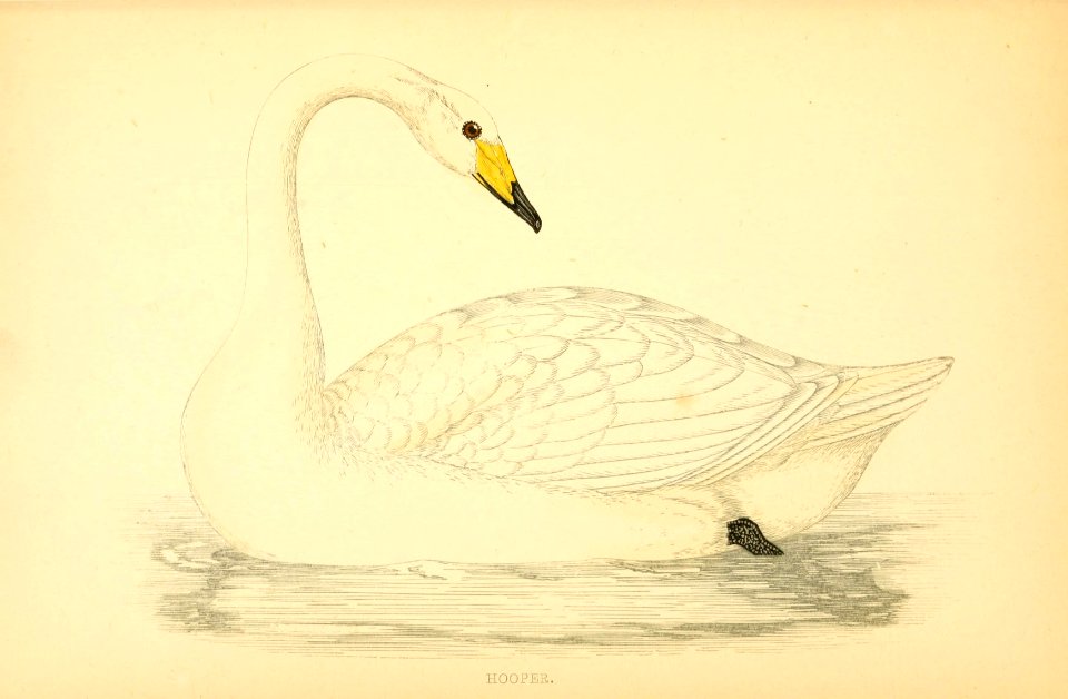 A history of British birds. By the Rev. F.O. Morris (1862) (14564461397)