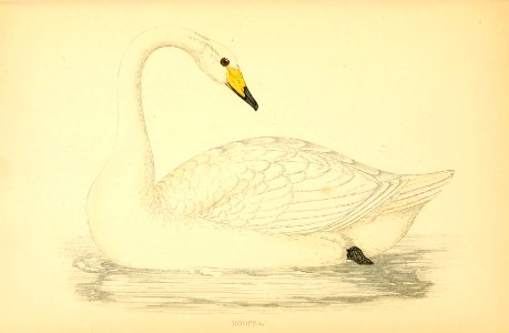 A history of British birds. By the Rev. F.O. Morris (1862) (14564461397)