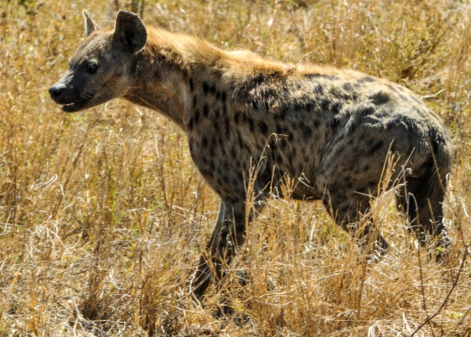 A hyena is seen at Serengeti National Park in Tanzania Nov. 14, 2013 131114-N-LE393-074
