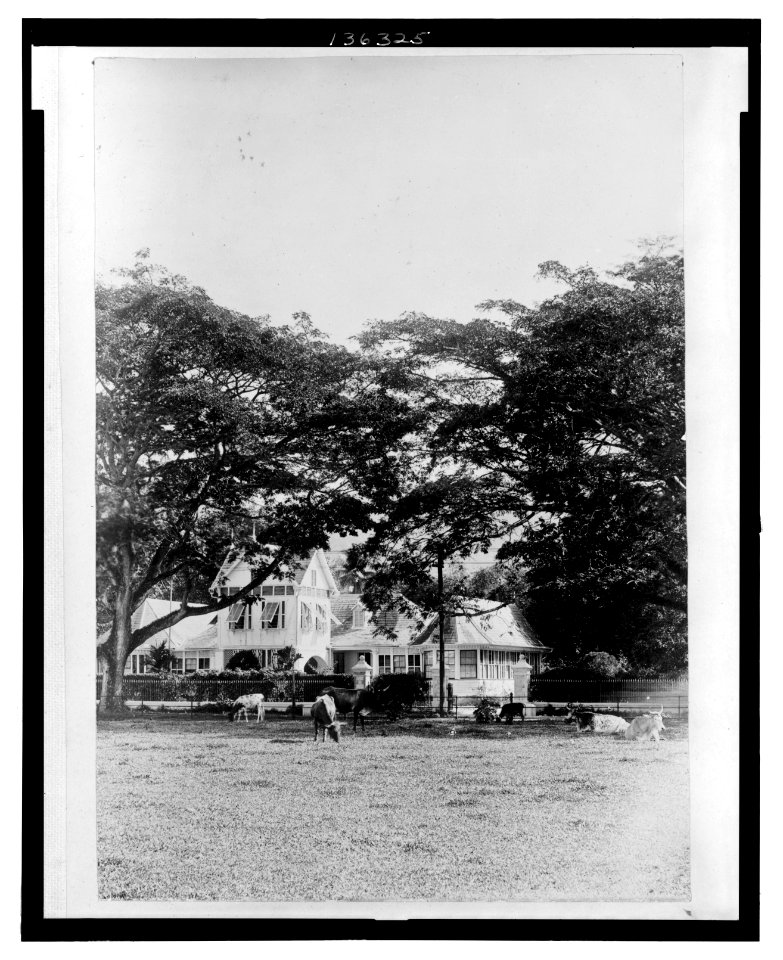 A House in Port of Spain, Trinidad and Tobago; in foreground, cattle grazing on a green LCCN2006679497