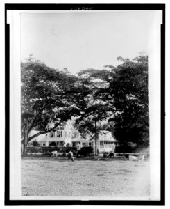 A House in Port of Spain, Trinidad and Tobago; in foreground, cattle grazing on a green LCCN2006679497
