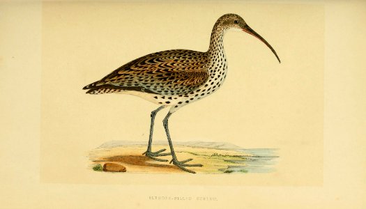 A history of the birds of Europe, not observed in the British Isles (1862) (14563932087)