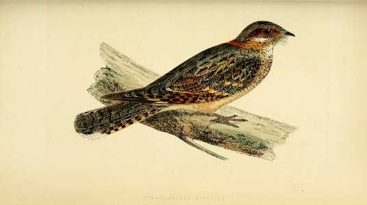 A history of the birds of Europe, not observed in the British Isles (1862) (14564027949)