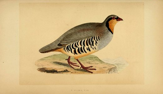 A history of the birds of Europe, not observed in the British Isles (1862) (14747523861)