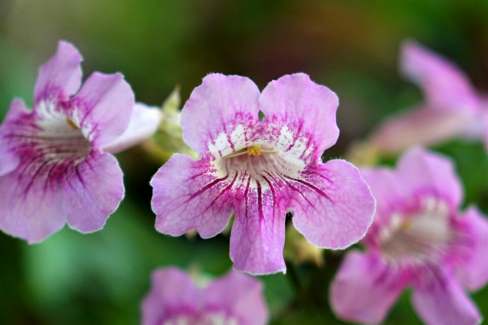 Ziyun flowers purple yun vine pink