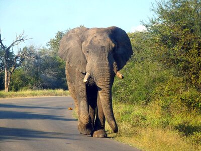 The kruger national park nature colossus
