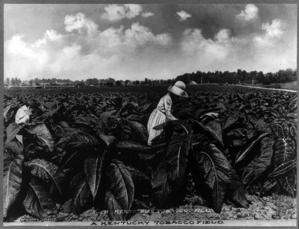 A Kentucky tobacco field LCCN2012648388