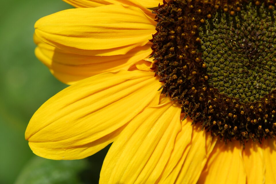 Sunflower summer section
