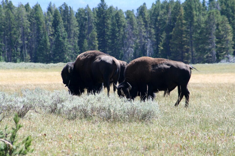 Buffalo grazing bison