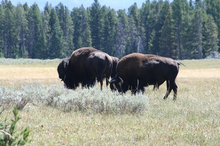 Buffalo grazing bison