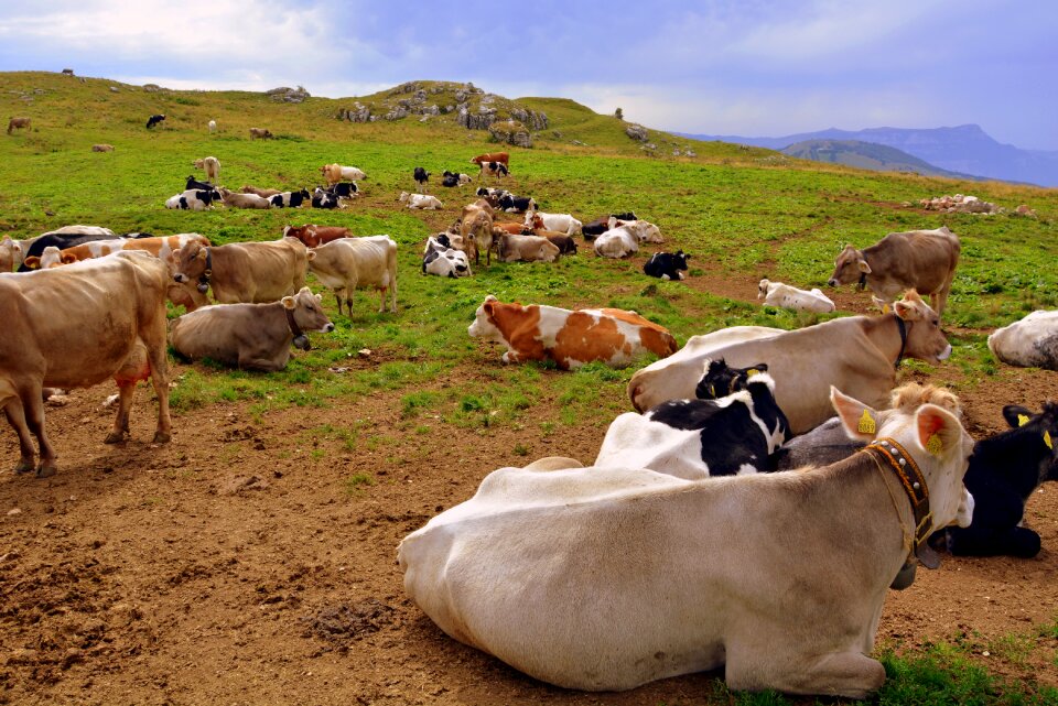 Pasture animals cows photo