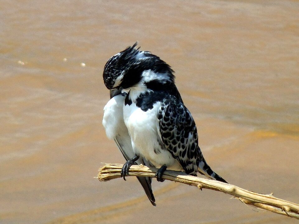 Little bird ornithology closeup