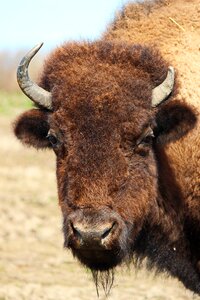 Animals nature european bison
