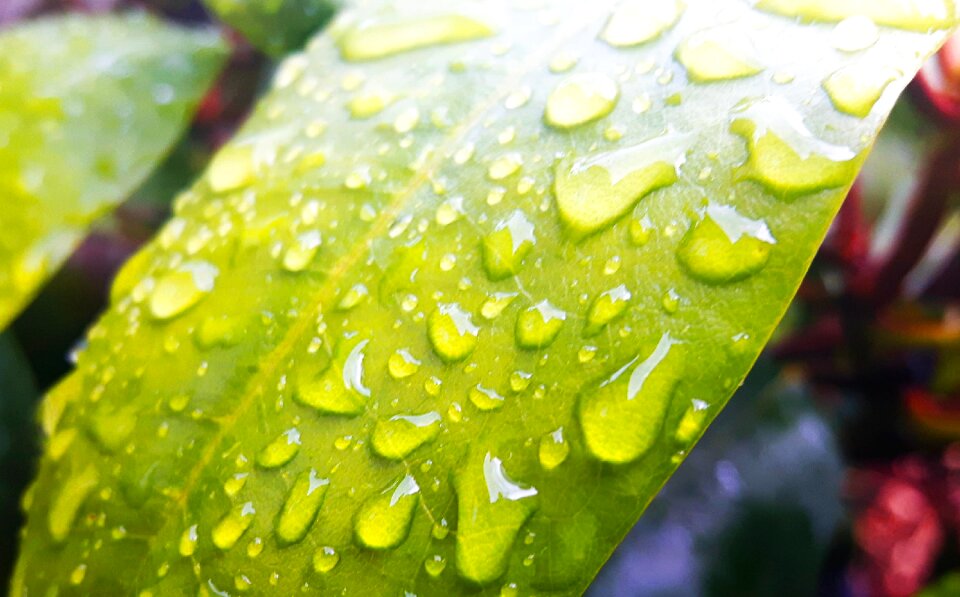Summer drops rain