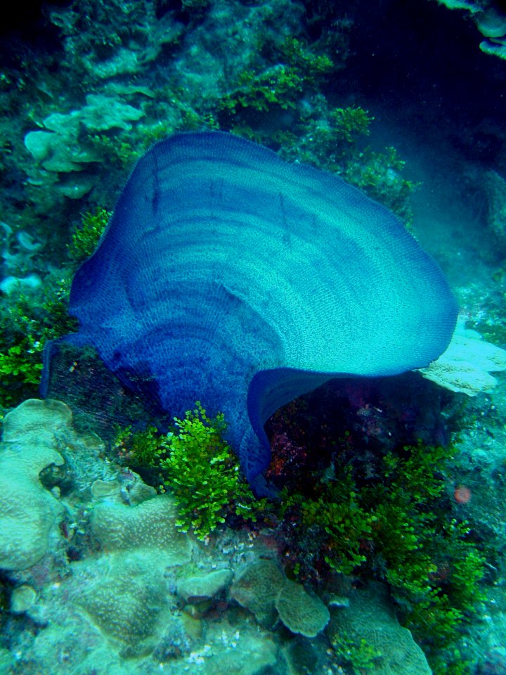 A large vase sponge on Guam (reef110596964)