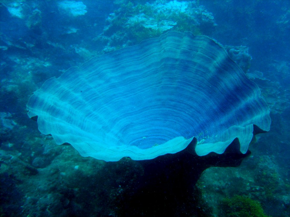 A large blue vase sponge (reef110796964)