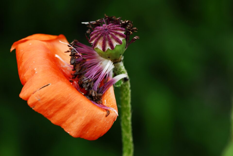 Poppy flourished from faded
