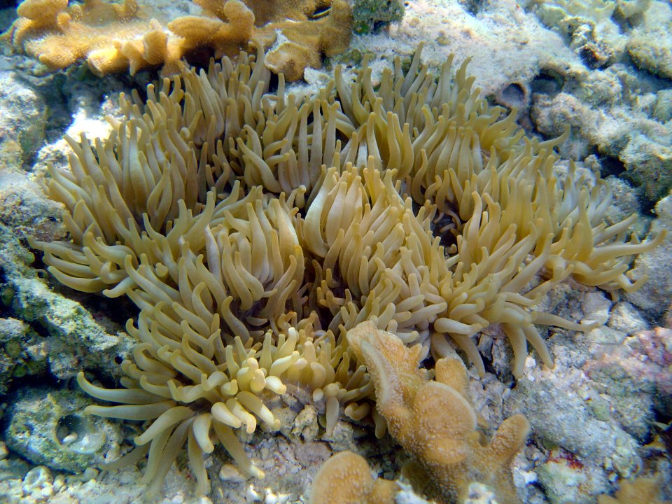 A large anemone on Guam (reef099737836)