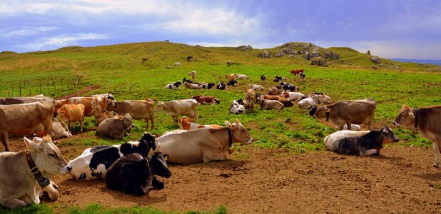 Pasture animals cows photo