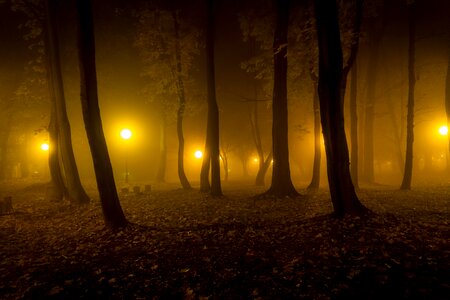 Park forest the darkness photo