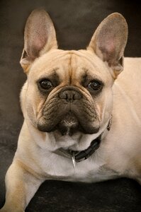 Close up small dog portrait photo