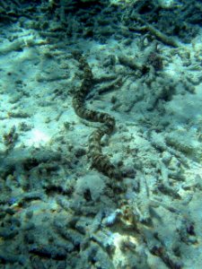 A long thin holothurian sea cucumber (reef111858019)